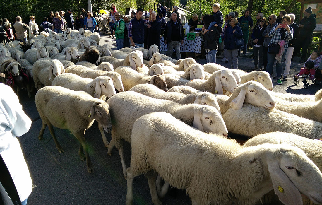 Pecore alla Fiera Franca